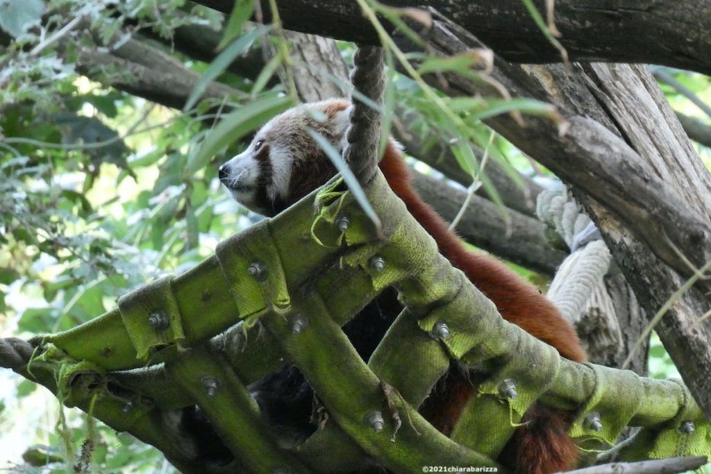 panda rosso nello zoo di vienna